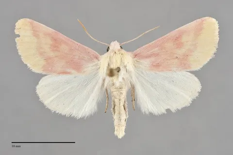 Schinia florida