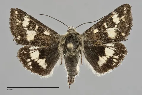 Schinia honesta