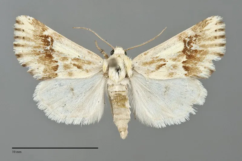 Schinia illustra