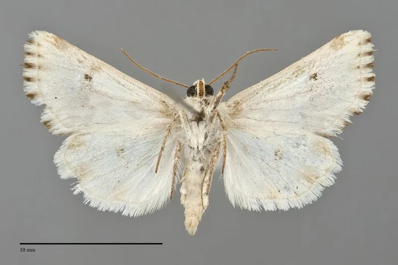 Schinia illustra