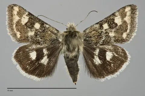 Schinia intermontana