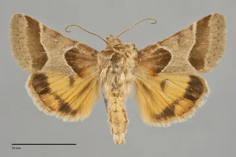 Schinia jaguarina