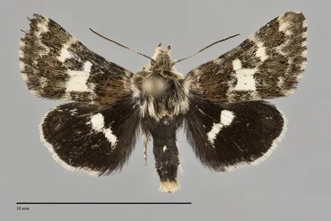 Schinia perminuta