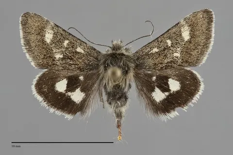 Schinia persimilis