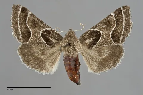 Schinia rivulosa