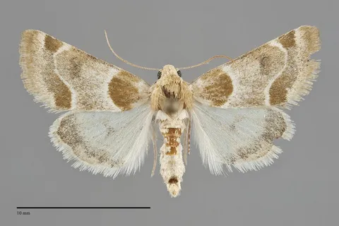 Schinia sexplagiata