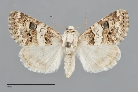 Schinia tertia