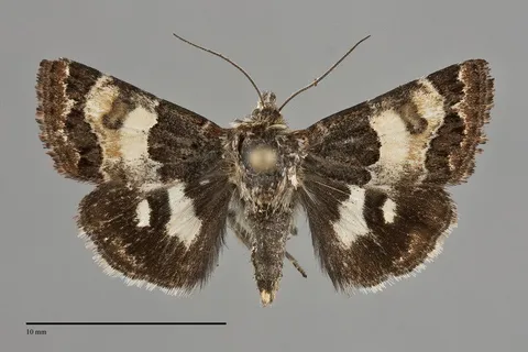 Schinia vacciniae