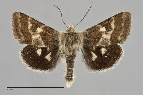 Schinia villosa