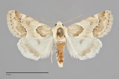 Schinia walsinghami