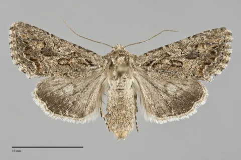 Scotogramma fervida
