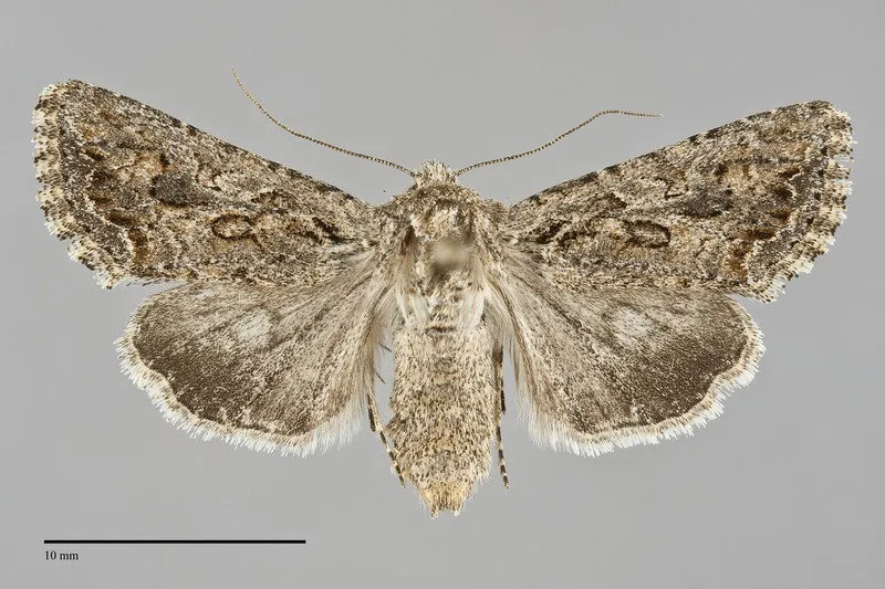 Scotogramma fervida