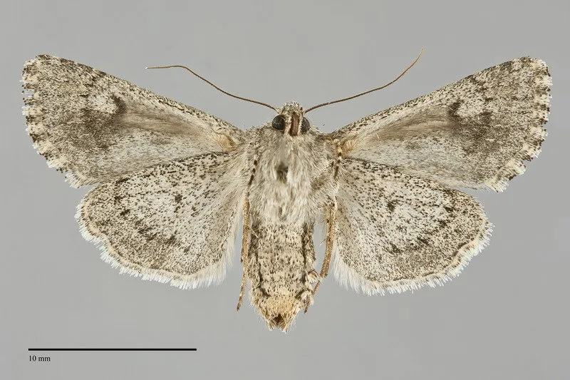 Scotogramma fervida