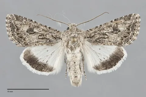Scotogramma orida