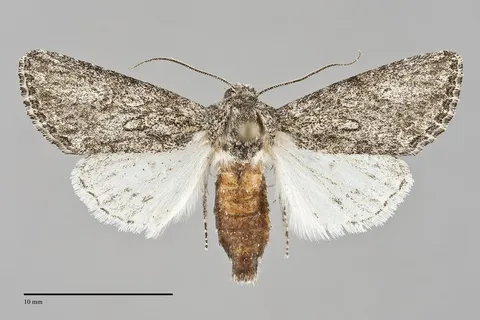 Scotogramma ptilodonta