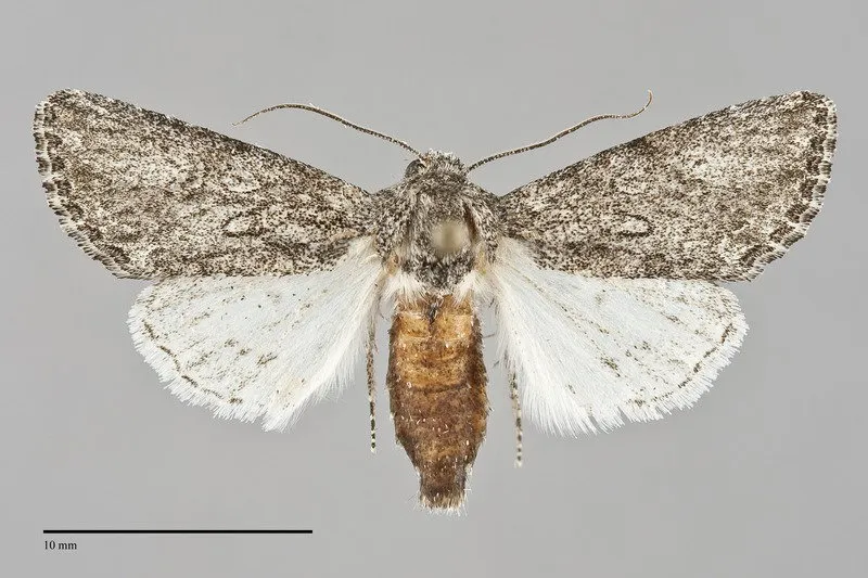 Scotogramma ptilodonta