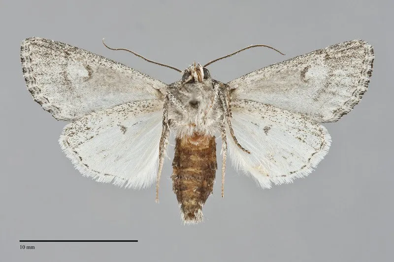 Scotogramma ptilodonta