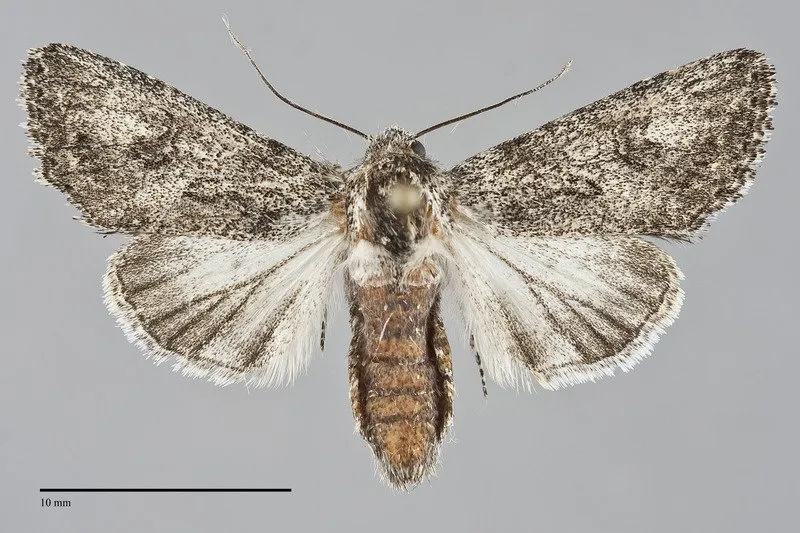Scotogramma ptilodonta