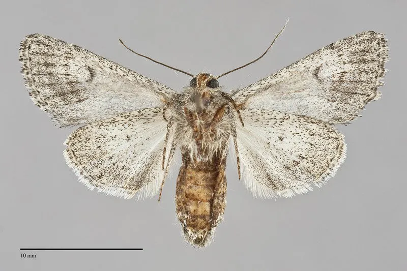 Scotogramma ptilodonta