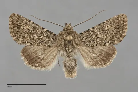 Scotogramma stretchii