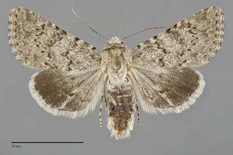Scotogramma submarina