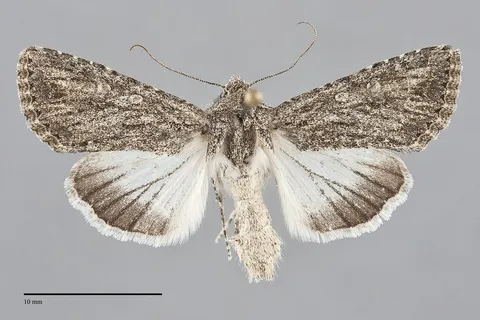 Scotogramma yakima