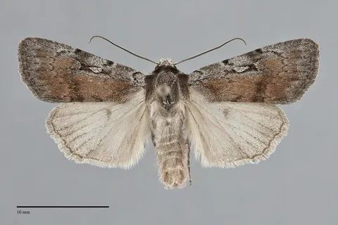 Setagrotis pallidicollis