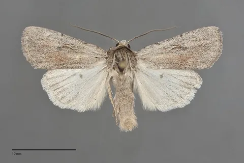 Setagrotis vocalis