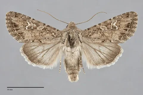 Sideridis fuscolutea