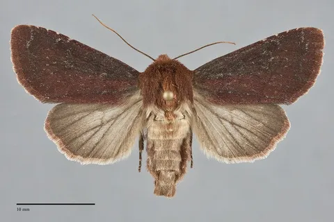 Sideridis maryx