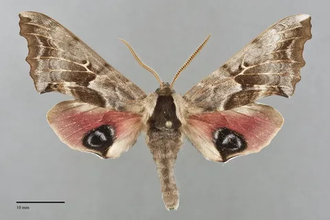 Smerinthus cerisyi