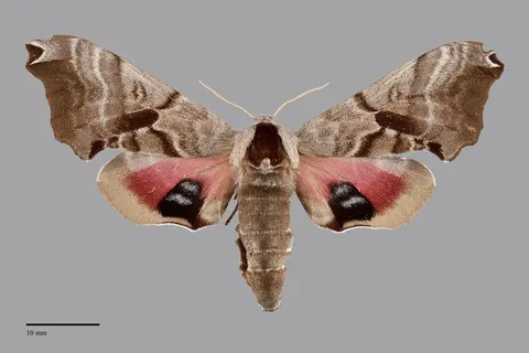 Smerinthus jamaicensis