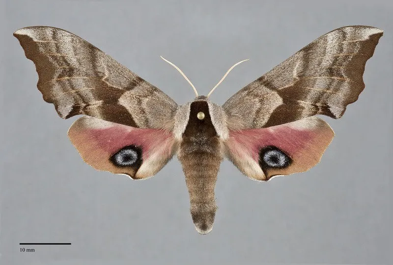 Smerinthus ophthalmica