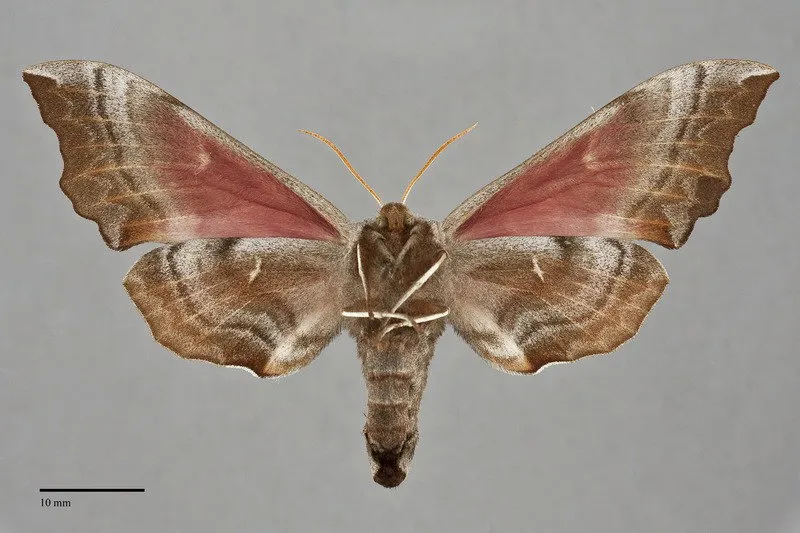 Smerinthus ophthalmica