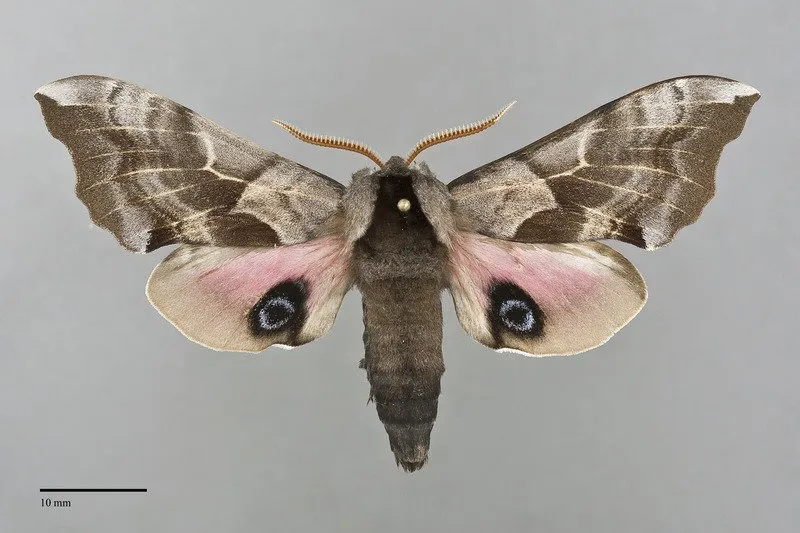 Smerinthus ophthalmica