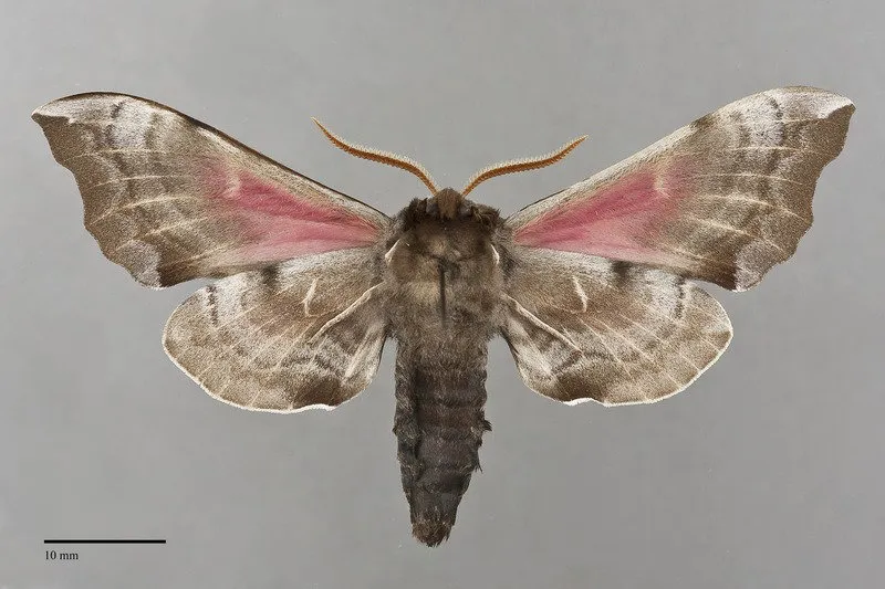 Smerinthus ophthalmica