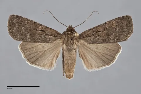 Spaelotis bicava
