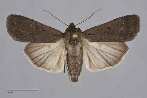 Spaelotis clandestina
