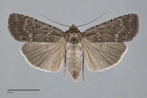 Spaelotis havilae