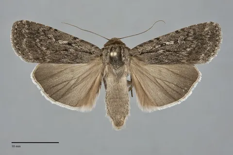 Spaelotis unicava