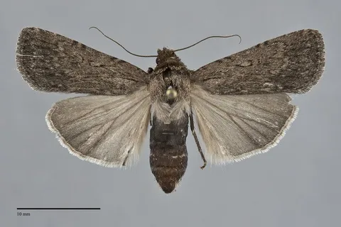 Spaelotis velicava