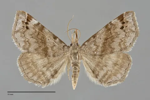 Spargaloma sexpunctata