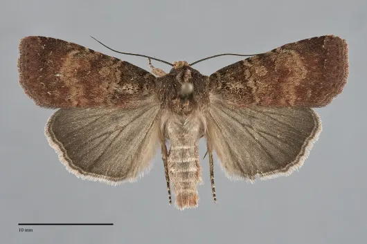 Abagrotis apposita