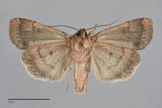Abagrotis apposita