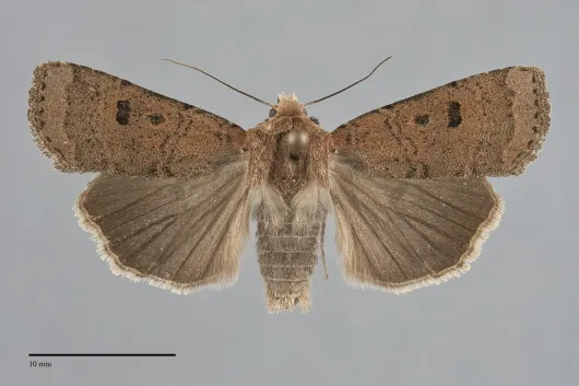 Abagrotis baueri