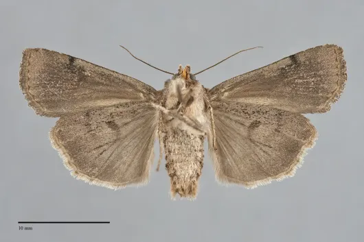 Abagrotis baueri
