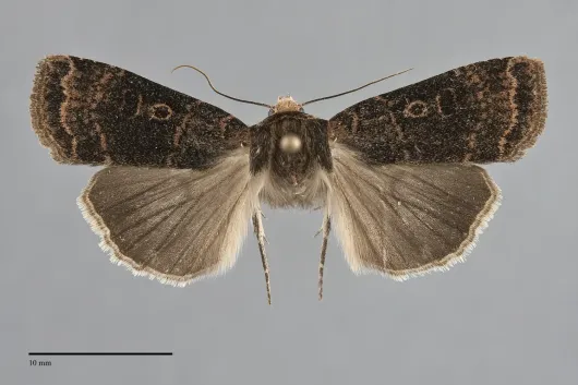 Abagrotis baueri
