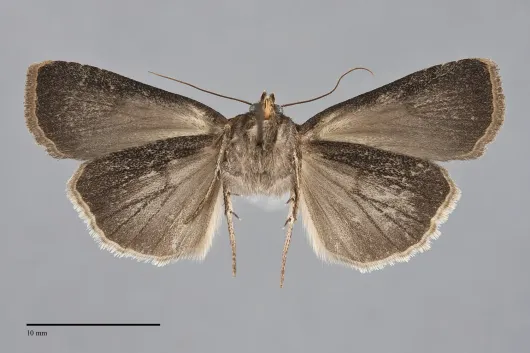 Abagrotis baueri