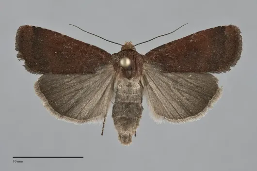 Abagrotis brunneipennis