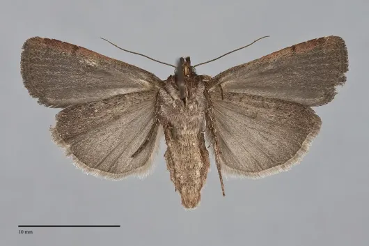 Abagrotis brunneipennis